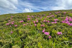 IMG-20260620-WA0022