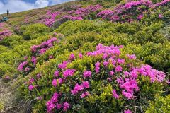 IMG-20260620-WA0088